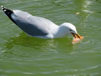 Anglerglück in den Tuillerien