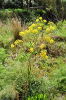 Wilder Fenchel, Wandern auf Lipari, Äolische Inseln