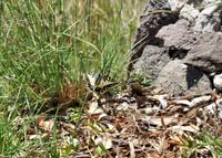 Schmetterling in der Bildmitte, Lipari, UNESCO Weltnaturerbe