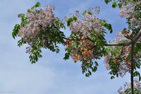 Paternosterbaum oder Persischer Flieder - Kugeln wurden für Rosenkränze verwendet