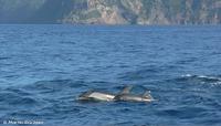 Streifendelfine auf dem Weg zwischen Vulcano und Lipari