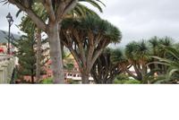 Teneriffa - La Orotava