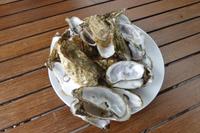 Austernzucht bei Marennes 