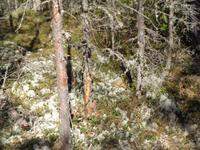 . Flechten unten und oben im Viru Moor