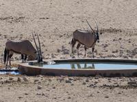 Namibia, Oryx