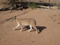 Namibia, Hammerstein Lodge, Karakal