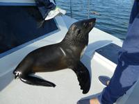 Namibia, Walvis Bay, Rbbe