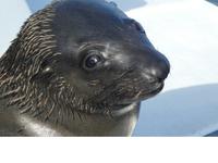 Namibia, Walvis Bay, Rbbe