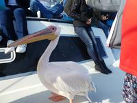 Namibia, Walvis Bay, Pelikan