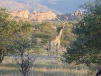 Namibia, Aj-Aiba Lodge, Giraffen