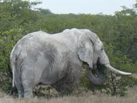 Namibia, Etoscha NP, Elefant