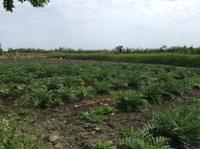 ein Artischockenfeld