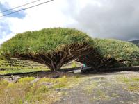 Drachenbaum auf der Insel Pico
