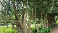 West Dean Gardens 20180513 125929