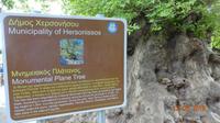 Platane im Dorf Krasi (2)