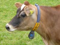 Und noch ein Prachtexemplar