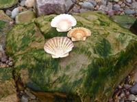 Die schönsten unter den gefundenen...