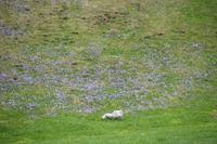 174 Velika Planina