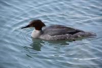 209 Bleder See, Ralle