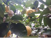 Wanderkreuzfahrt mit der Berlin - Zitronenbäume