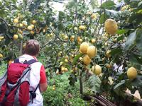Wanderkreuzfahrt mit der Berlin - Führung in der Zitrusfarm