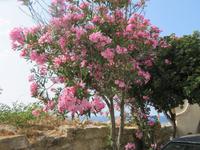 Kyrenia