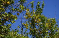 Archäologische Zone Syrakus