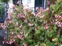 Botanischer Garten Funchal