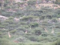 Hang Giraffen 