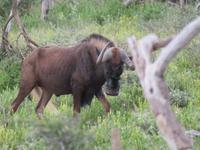 Game Drive Gnu
