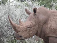 Nashorn dreckig