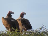 Game Drive Geier