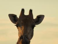 Giraffenzunge