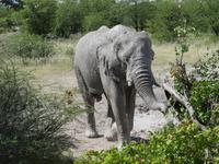 Etosha erster und einziger Elefant