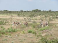 Etosha