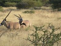 Etosha Oryx