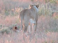 Etosha Löwen