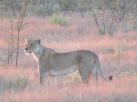 Etosha Löwen