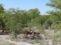 Etosha