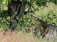 Etosha pennender Löwe