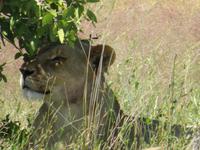 Etosha Löwin