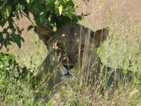 Etosha Löwin
