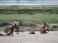 Etosha