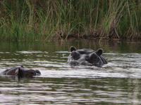 Bootsfahrt Kwando Delta Hippos