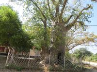 Baobab mit TOI