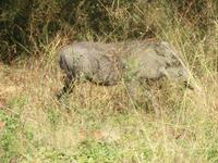 Warzenschwein am Straßenrand