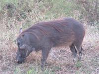 Warzenschwein