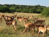 Chobe NP