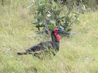 Chobe NP ?? Rabe