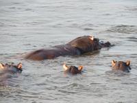 Chobe Bootsfahrt Hippofamily